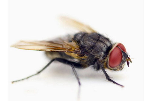 防治苍蝇-灭苍蝇